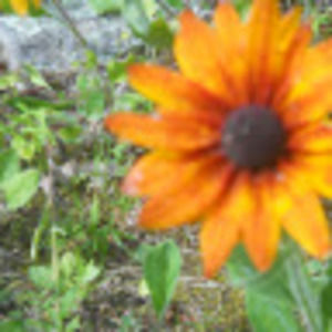 Meet your Posher, Brenda